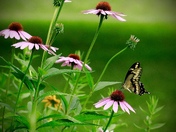Giant Swallowtail in the Garden