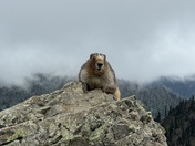 Kenai Fjords and Olympic National Park 