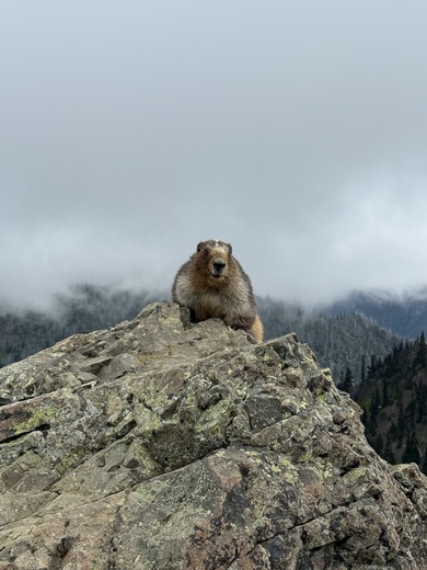Kenai Fjords and Olympic National Park 