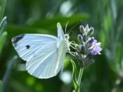 White Cabbage Butterfly