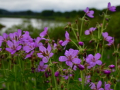 Grand Teton National Park