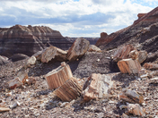 Petrified Forest National Park
