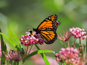 Bee Friendly Monarch