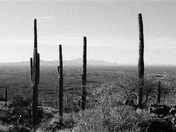 Saguaro National Park
