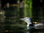 Happy Loon
