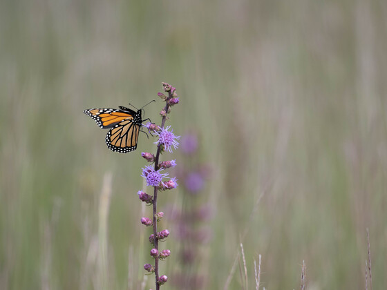 Sherburne National Wildlife Refuge
