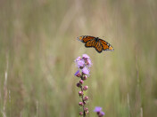 Sherburne National Wildlife Refuge