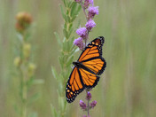 Sherburne National Wildlife Refuge