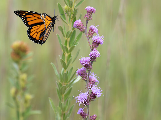 Sherburne National Wildlife Refuge