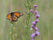 Sherburne National Wildlife Refuge