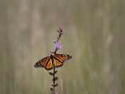 Sherburne National Wildlife Refuge