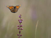 Sherburne National Wildlife Refuge