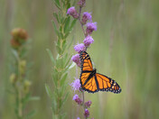 Sherburne National Wildlife Refuge