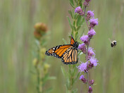 Sherburne National Wildlife Refuge