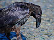 Raven Closeup
