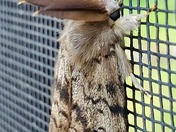 Moth on a screen door
