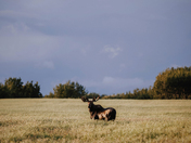 After the Storm Field Walk