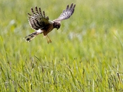 Northern harrier
