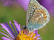 Common Blue butterfly (Polyommatus icarus)