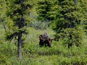 Denali National Park