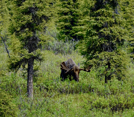 Denali National Park