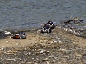 Denali National Park