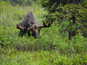 Denali National Park