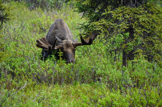 Denali National Park