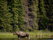 Denali National Park