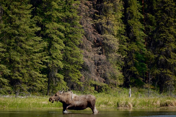 Denali National Park