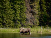 Denali National Park