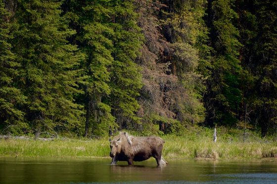 Denali National Park