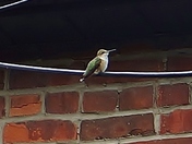 Ruby-throated Hummingbird taking a little rest