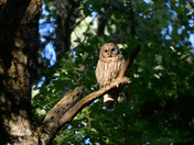 Sun bathing in a spot of light