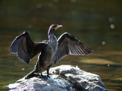 A Majestic Cormorant Flexing 