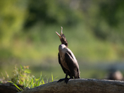 A Majestic Cormorant relaxing 