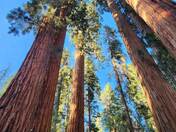Sequoia National Park