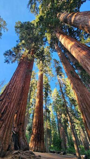 Sequoia National Park