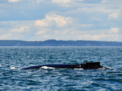 Sleeping Humpback