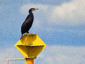 Cormorant
