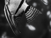 Pterophyllum Scalare