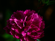 Dianthus Caryophyllus