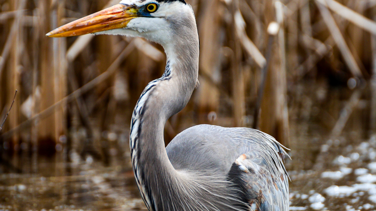 Heron