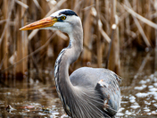 Heron