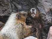 Mount Rainier National Park 