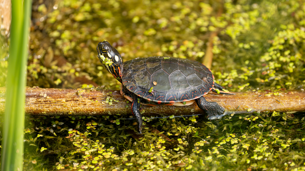 Baby Midland painted turtle 
