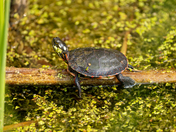 Baby Midland painted turtle 