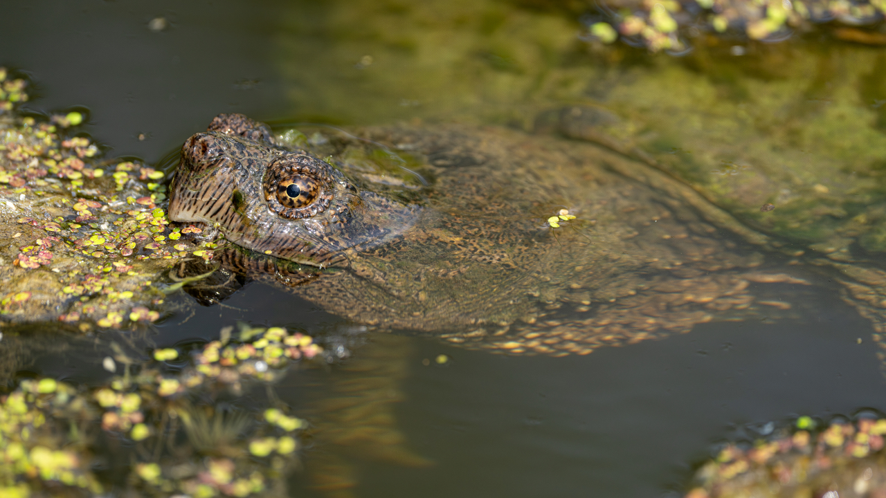 common snapping turtle 