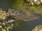 common snapping turtle 