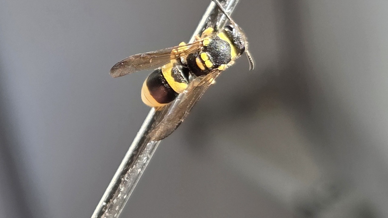 Baby Wasp